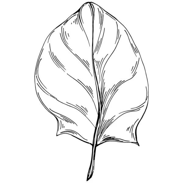 Špenátový Vektor Izolované Rostliny Listy Bylinný Rytý Styl Ilustrace Detailní — Stockový vektor