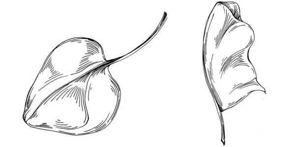 Pianta Isolata Vettore Spinaci Con Foglie Illustrazione Stile Inciso Base — Vettoriale Stock