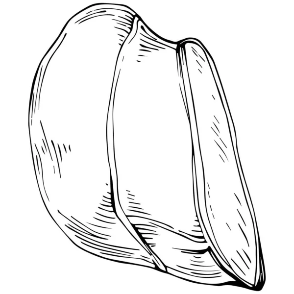 矢量图的贝壳 — 图库矢量图片