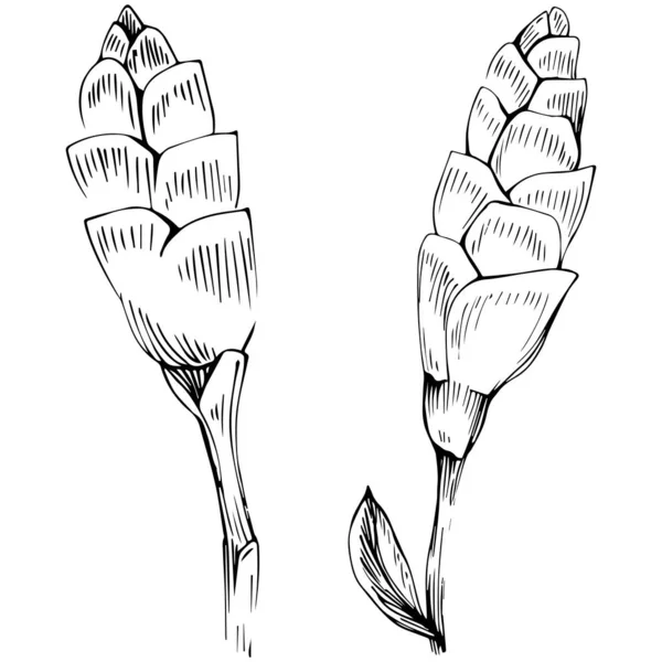 Vektor Illustration Einer Reihe Von Tulpen — Stockvektor