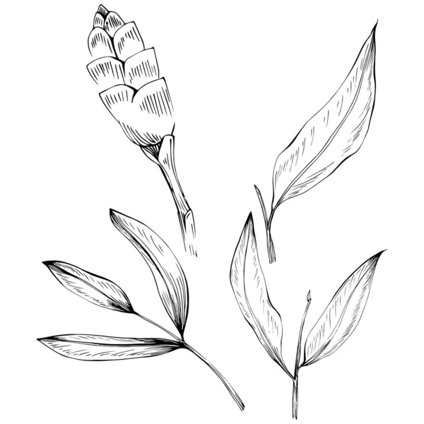 Εικονογράφηση Του Τροπικού Άγριου Φυτού Χέρι Απομονωμένο Λευκό Μαύρο Και — Διανυσματικό Αρχείο