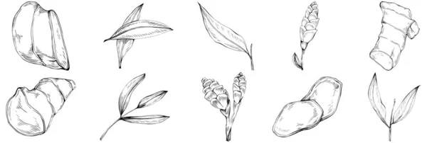 Set Vectorillustraties Van Plant Bladeren Planten Blad Boom Veer Schets — Stockvector