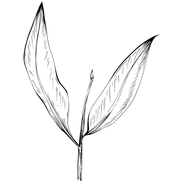 Vektorová Ilustrace Ptačího Peří Izolované Bílém Pozadí — Stockový vektor