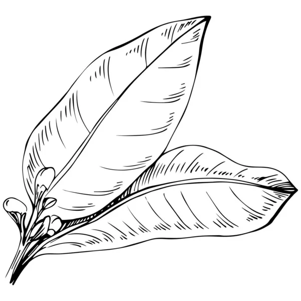 Bay Leaf Vector Isolated Plant — ストックベクタ