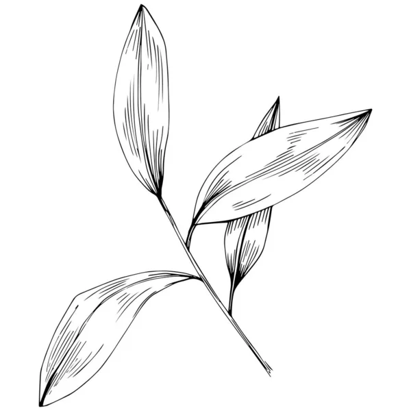 Bay Leaf Vector Isolated Plant — 스톡 벡터