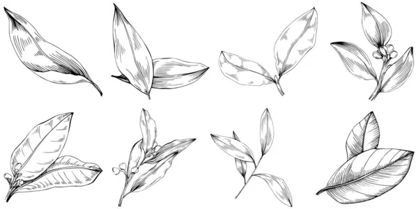 Bay Leaf Vector Isolated Plant — Image vectorielle