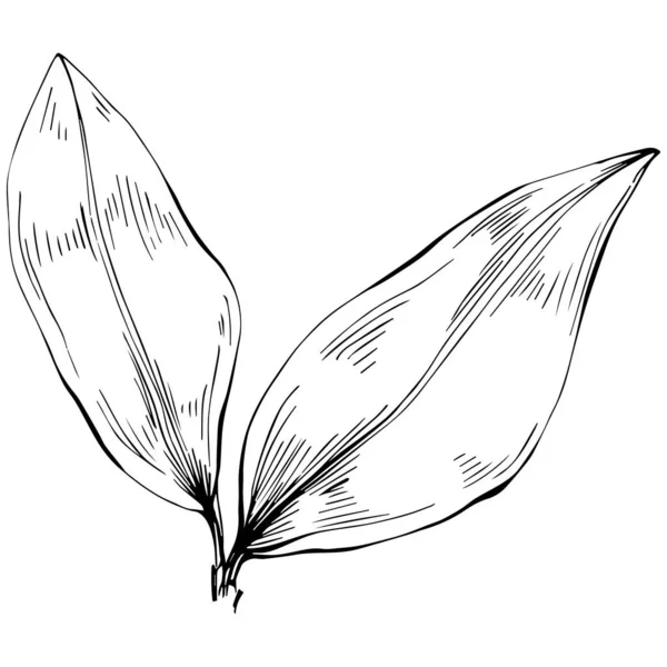 Bay Leaf Vector Isolated Plant —  Vetores de Stock