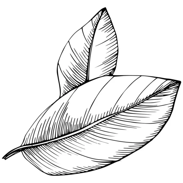 Bay Leaf Vector Isolated Plant — Vetor de Stock