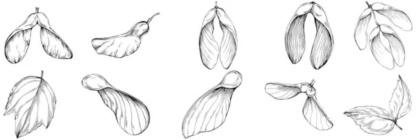 Serie Disegni Acquerello Disegnati Mano Con Piante Tropicali Illustrazione Vettoriale — Vettoriale Stock