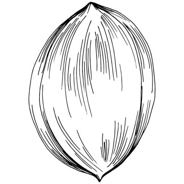 Ceviz elle çizilmiş Vektör İllüstrasyonu beyaz arkaplanda izole edildi. Restoran menüsü, market etiketi, logo, amblem ve mutfak tasarımı için Retro style tarım ürünü. Yiyecek ambalajı için dekorasyon.