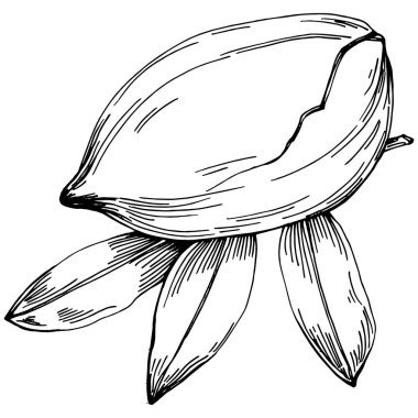 Ceviz elle çizilmiş Vektör İllüstrasyonu beyaz arkaplanda izole edildi. Restoran menüsü, market etiketi, logo, amblem ve mutfak tasarımı için Retro style tarım ürünü. Yiyecek ambalajı için dekorasyon.