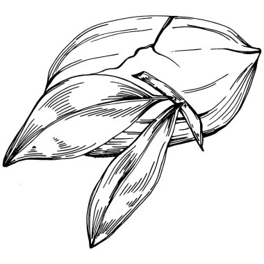 Ceviz elle çizilmiş Vektör İllüstrasyonu beyaz arkaplanda izole edildi. Restoran menüsü, market etiketi, logo, amblem ve mutfak tasarımı için Retro style tarım ürünü. Yiyecek ambalajı için dekorasyon.