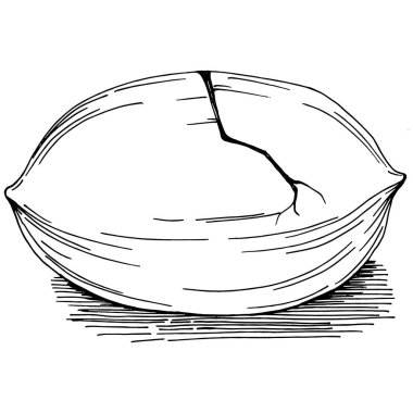 Ceviz elle çizilmiş Vektör İllüstrasyonu beyaz arkaplanda izole edildi. Restoran menüsü, market etiketi, logo, amblem ve mutfak tasarımı için Retro style tarım ürünü. Yiyecek ambalajı için dekorasyon.