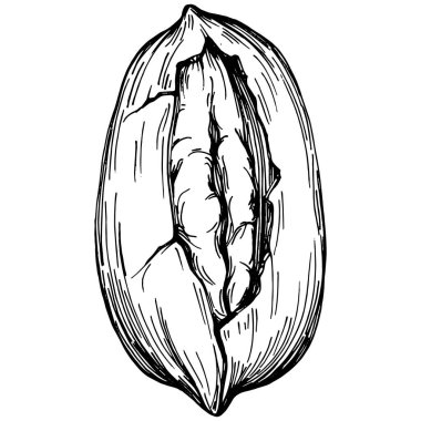 Ceviz elle çizilmiş Vektör İllüstrasyonu beyaz arkaplanda izole edildi. Restoran menüsü, market etiketi, logo, amblem ve mutfak tasarımı için Retro style tarım ürünü. Yiyecek ambalajı için dekorasyon.