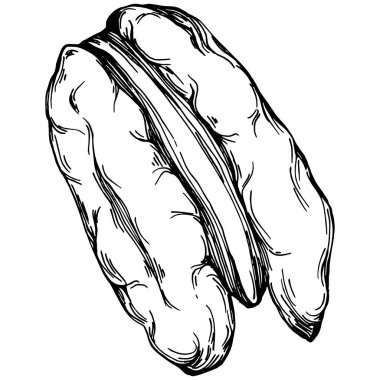 Ceviz elle çizilmiş Vektör İllüstrasyonu beyaz arkaplanda izole edildi. Restoran menüsü, market etiketi, logo, amblem ve mutfak tasarımı için Retro style tarım ürünü. Yiyecek ambalajı için dekorasyon.