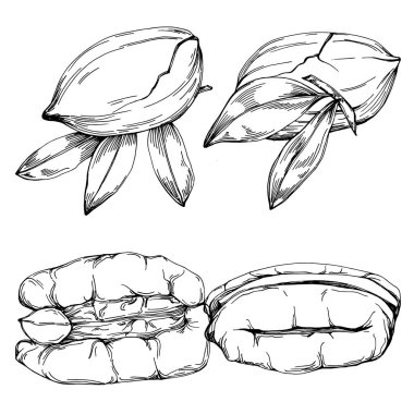 Ceviz elle çizilmiş Vektör İllüstrasyonu beyaz arkaplanda izole edildi. Restoran menüsü, market etiketi, logo, amblem ve mutfak tasarımı için Retro style tarım ürünü. Yiyecek ambalajı için dekorasyon.