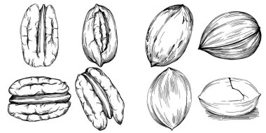 Ceviz elle çizilmiş Vektör İllüstrasyonu beyaz arkaplanda izole edildi. Restoran menüsü, market etiketi, logo, amblem ve mutfak tasarımı için Retro style tarım ürünü. Yiyecek ambalajı için dekorasyon.