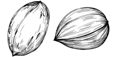 Ceviz elle çizilmiş Vektör İllüstrasyonu beyaz arkaplanda izole edildi. Restoran menüsü, market etiketi, logo, amblem ve mutfak tasarımı için Retro style tarım ürünü. Yiyecek ambalajı için dekorasyon.