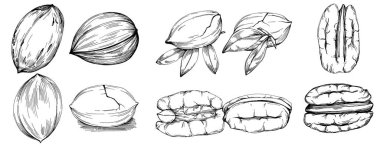 Ceviz elle çizilmiş Vektör İllüstrasyonu beyaz arkaplanda izole edildi. Restoran menüsü, market etiketi, logo, amblem ve mutfak tasarımı için Retro style tarım ürünü. Yiyecek ambalajı için dekorasyon.