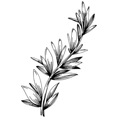 Biberiye dalları ve yaprakları izole