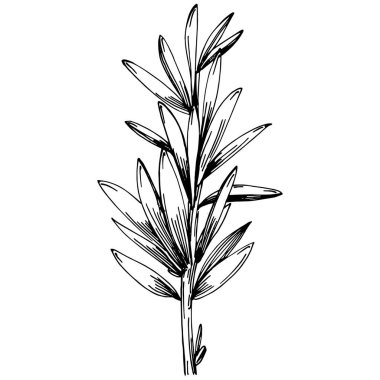 Biberiye dalları ve yaprakları izole