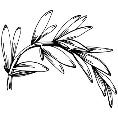 Biberiye dalları ve yaprakları izole