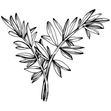 Biberiye dalları ve yaprakları izole