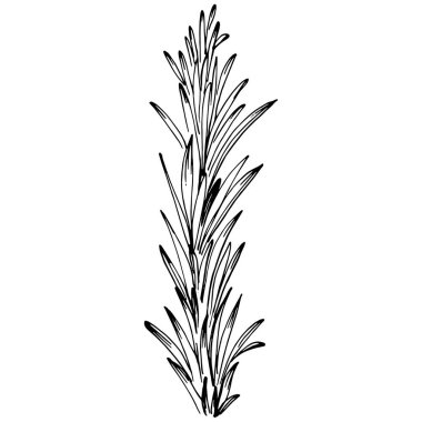 Biberiye dalları ve yaprakları izole