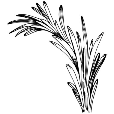 Biberiye dalları ve yaprakları izole