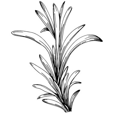 Biberiye dalları ve yaprakları izole