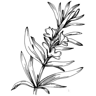 Biberiye dalları ve yaprakları izole