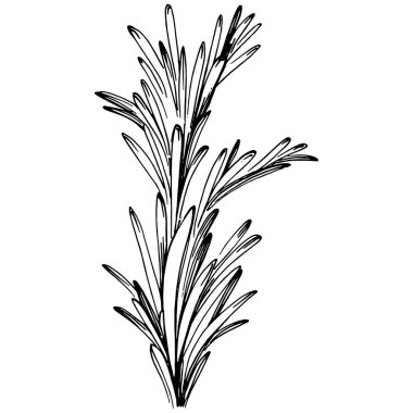 Biberiye dalları ve yaprakları izole