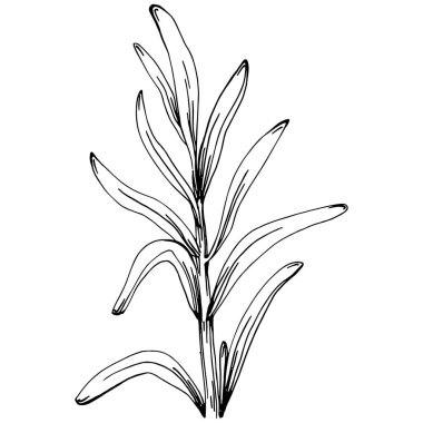 Biberiye dalları ve yaprakları izole