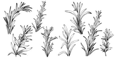 Biberiye dalları ve yaprakları izole