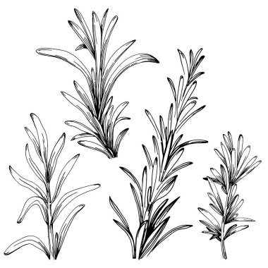 Biberiye dalları ve yaprakları izole