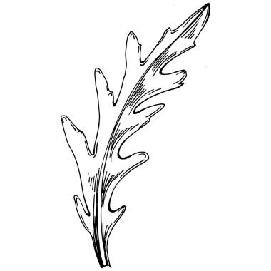 Arugula vektörü bitkiyi yapraklarla izole etti. Bitki oymalı stil illüstrasyon. Detaylı organik ürün çizimi. Tasarım logosu, menü, etiket, simge, pul için en iyisi..