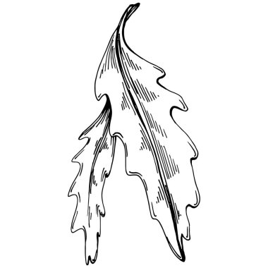 Arugula vektörü bitkiyi yapraklarla izole etti. Bitki oymalı stil illüstrasyon. Detaylı organik ürün çizimi. Tasarım logosu, menü, etiket, simge, pul için en iyisi..