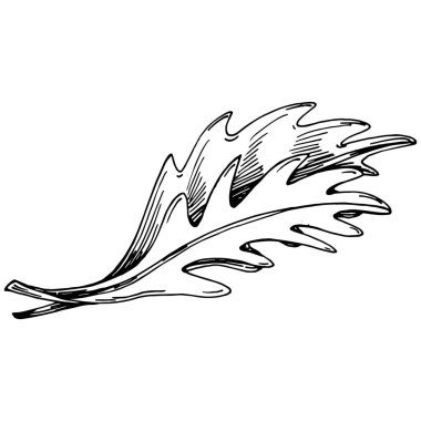 Arugula vektörü bitkiyi yapraklarla izole etti. Bitki oymalı stil illüstrasyon. Detaylı organik ürün çizimi. Tasarım logosu, menü, etiket, simge, pul için en iyisi..