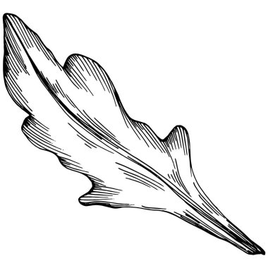 Arugula vektörü bitkiyi yapraklarla izole etti. Bitki oymalı stil illüstrasyon. Detaylı organik ürün çizimi. Tasarım logosu, menü, etiket, simge, pul için en iyisi..