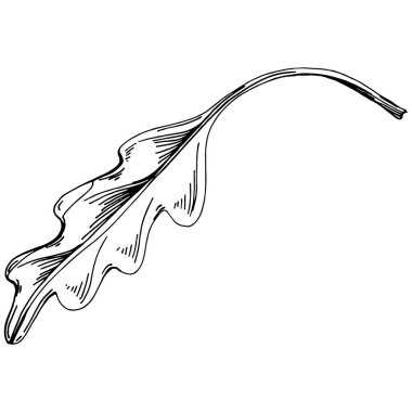 Arugula vektörü bitkiyi yapraklarla izole etti. Bitki oymalı stil illüstrasyon. Detaylı organik ürün çizimi. Tasarım logosu, menü, etiket, simge, pul için en iyisi..