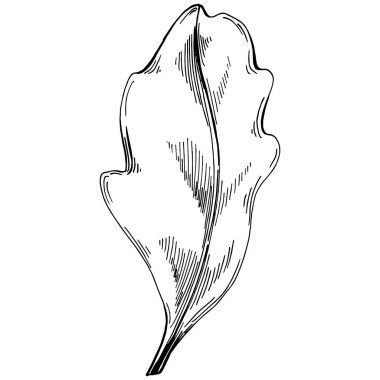 Arugula vektörü bitkiyi yapraklarla izole etti. Bitki oymalı stil illüstrasyon. Detaylı organik ürün çizimi. Tasarım logosu, menü, etiket, simge, pul için en iyisi..