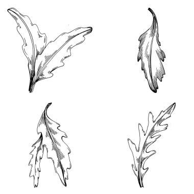 Arugula vektörü bitkiyi yapraklarla izole etti. Bitki oymalı stil illüstrasyon. Detaylı organik ürün çizimi. Tasarım logosu, menü, etiket, simge, pul için en iyisi..