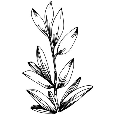 Kekik vektörü bitkiyi yapraklarla izole etti. Bitki oymalı stil illüstrasyon. Detaylı organik ürün çizimi. Tasarım logosu, menü, etiket, simge, pul için en iyisi..