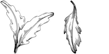 Arugula vektörü bitkiyi yapraklarla izole etti. Bitki oymalı stil illüstrasyon. Detaylı organik ürün çizimi. Tasarım logosu, menü, etiket, simge, pul için en iyisi..