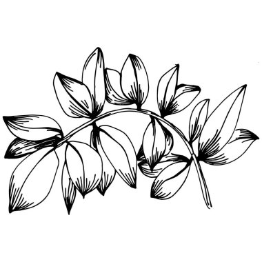 Kekik vektörü bitkiyi yapraklarla izole etti. Bitki oymalı stil illüstrasyon. Detaylı organik ürün çizimi. Tasarım logosu, menü, etiket, simge, pul için en iyisi..