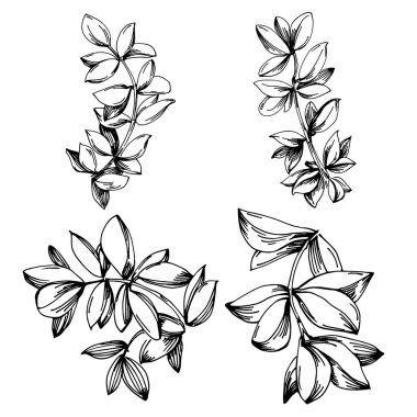 Kekik vektörü bitkiyi yapraklarla izole etti. Bitki oymalı stil illüstrasyon. Detaylı organik ürün çizimi. Tasarım logosu, menü, etiket, simge, pul için en iyisi..