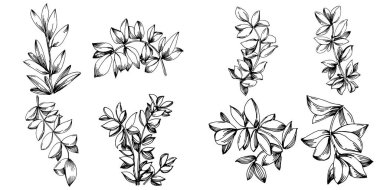 Kekik vektörü bitkiyi yapraklarla izole etti. Bitki oymalı stil illüstrasyon. Detaylı organik ürün çizimi. Tasarım logosu, menü, etiket, simge, pul için en iyisi..