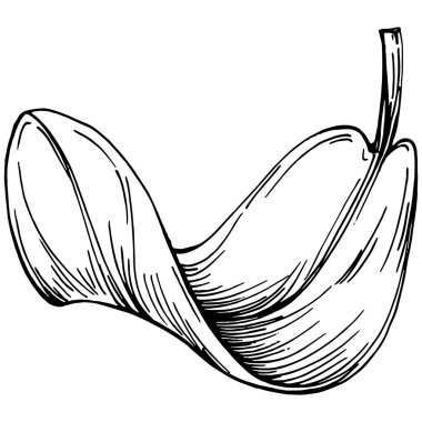 Ispanak taşıyıcı bitkiyi yapraklarla izole etti. Bitki oymalı stil illüstrasyon. Detaylı organik ürün çizimi. Tasarım logosu, menü, etiket, simge, pul için en iyisi..