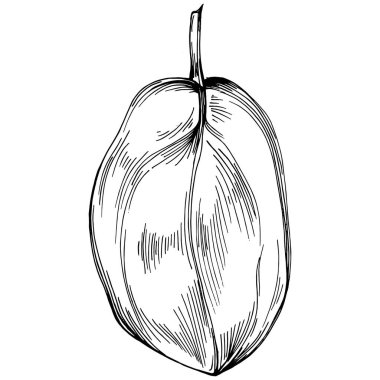 Ispanak taşıyıcı bitkiyi yapraklarla izole etti. Bitki oymalı stil illüstrasyon. Detaylı organik ürün çizimi. Tasarım logosu, menü, etiket, simge, pul için en iyisi..