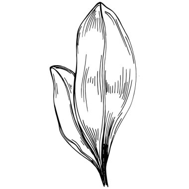 Ispanak taşıyıcı bitkiyi yapraklarla izole etti. Bitki oymalı stil illüstrasyon. Detaylı organik ürün çizimi. Tasarım logosu, menü, etiket, simge, pul için en iyisi..